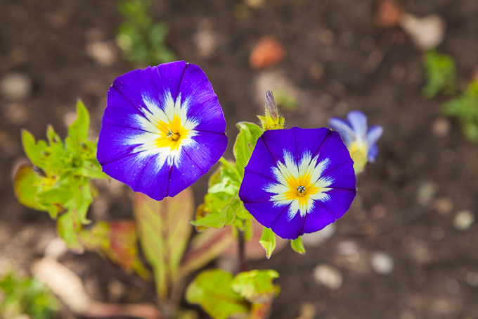 Flowers (37)